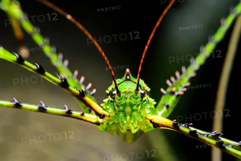 Katydid or bush cricket (Championica sp.)