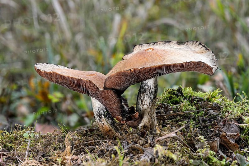 Wood blewit (Lepista nuda)