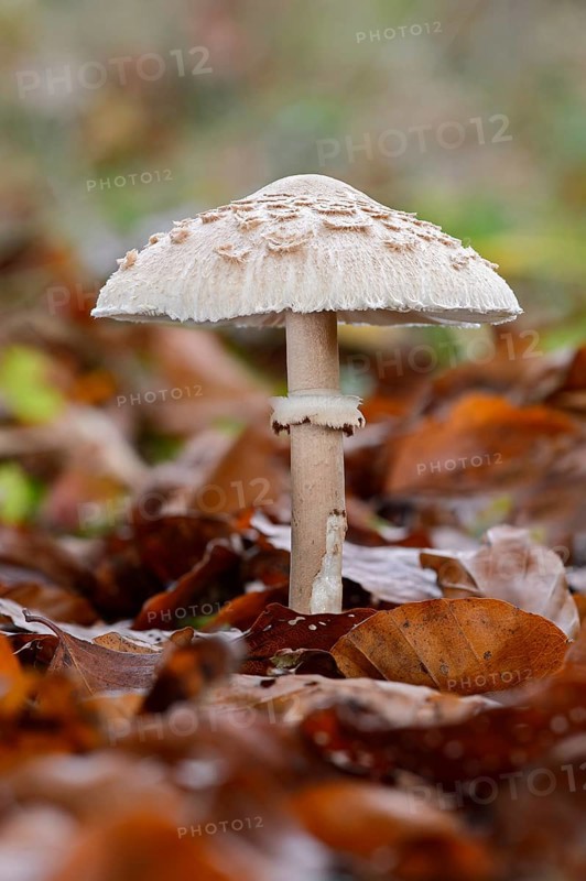 Parasol mushroom (Macrolepiota procera)