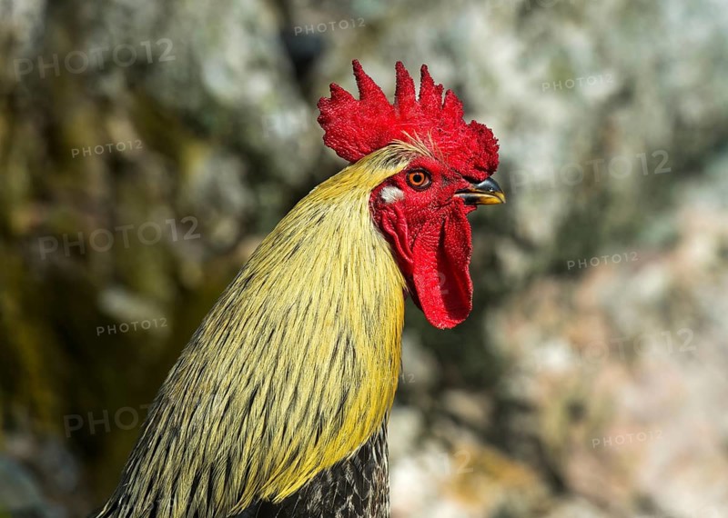 Cock