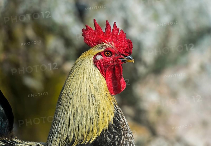 Cock