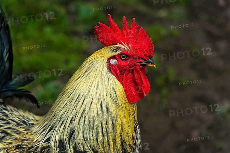 Cock