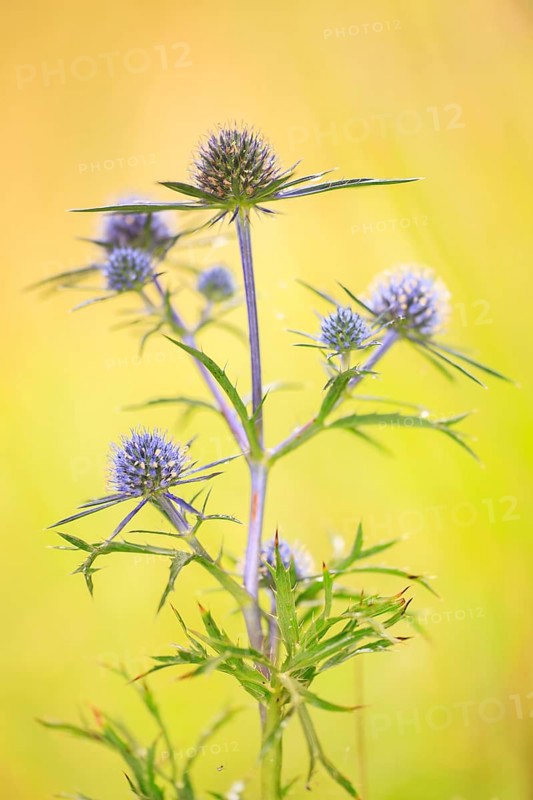 Sea holly (Eryngium maritimum)