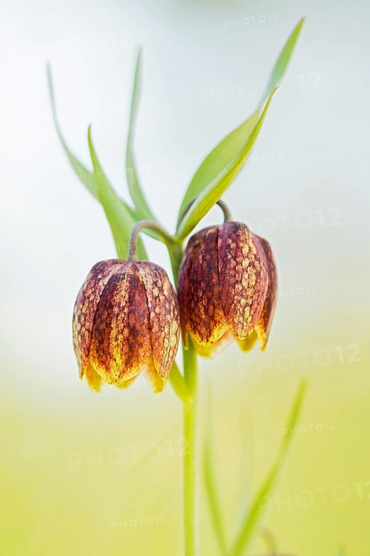 Fritillaries flowers (Fritillaria orientalis) in Divaca