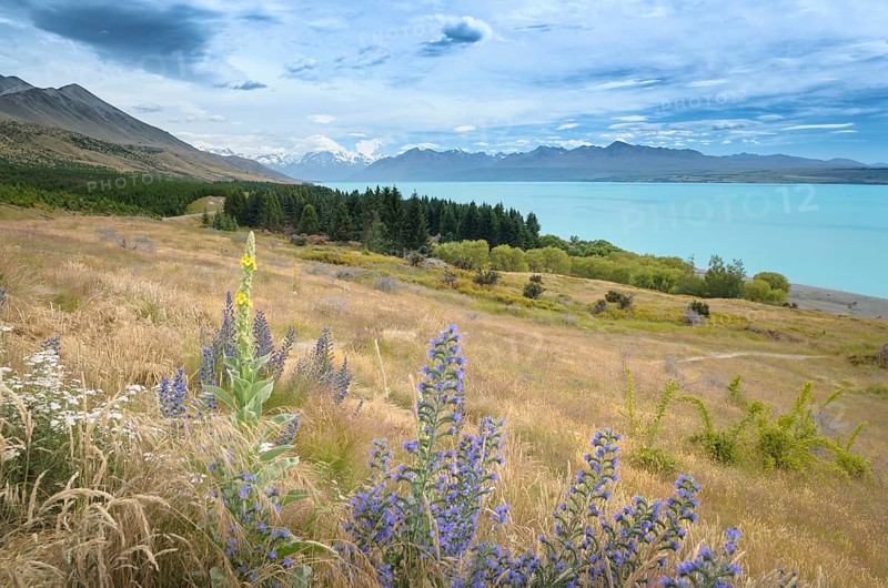Lake Pukaki and Mount Cook National Park