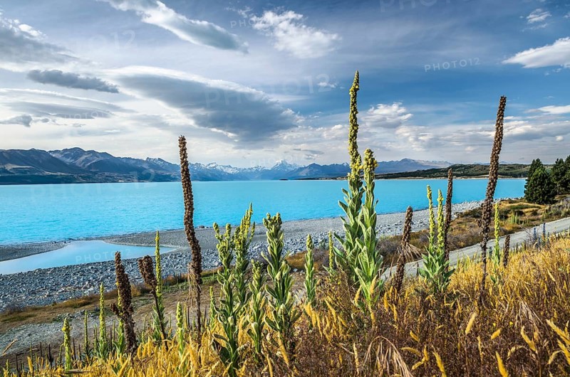Turquoise Lake Pukaki with mulleins (Verbascum) in front