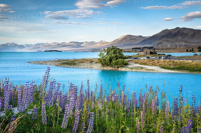 View over lupines (Lupinus) to the Church of the Good Shepherd at the turquoise Lake Tekapo