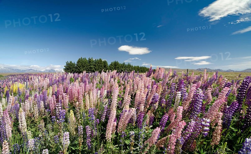 Colourful lupines (Lupinus)