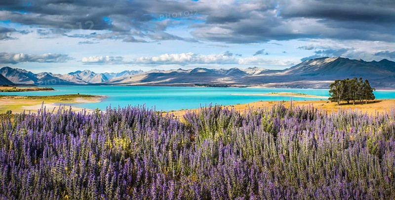 Viper's Bugloss (Echium vulgare) in front of the turquoise shining Lake Tekapo