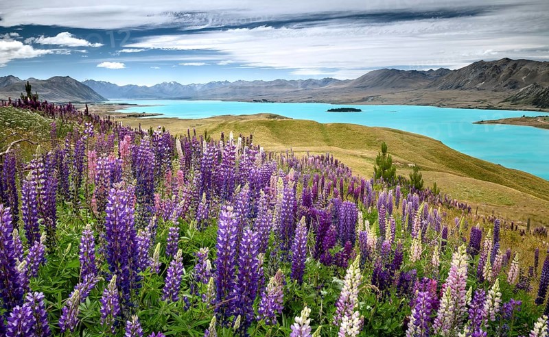 Lupines (Lupinus) in front of turquoise Lake Tekapo