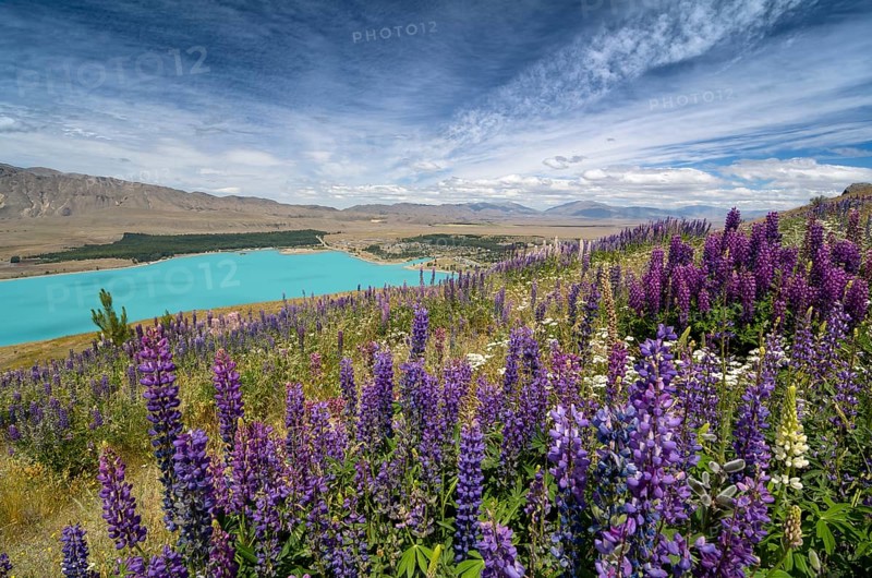 Lupines (Lupinus) in front of turquoise Lake Tekapo