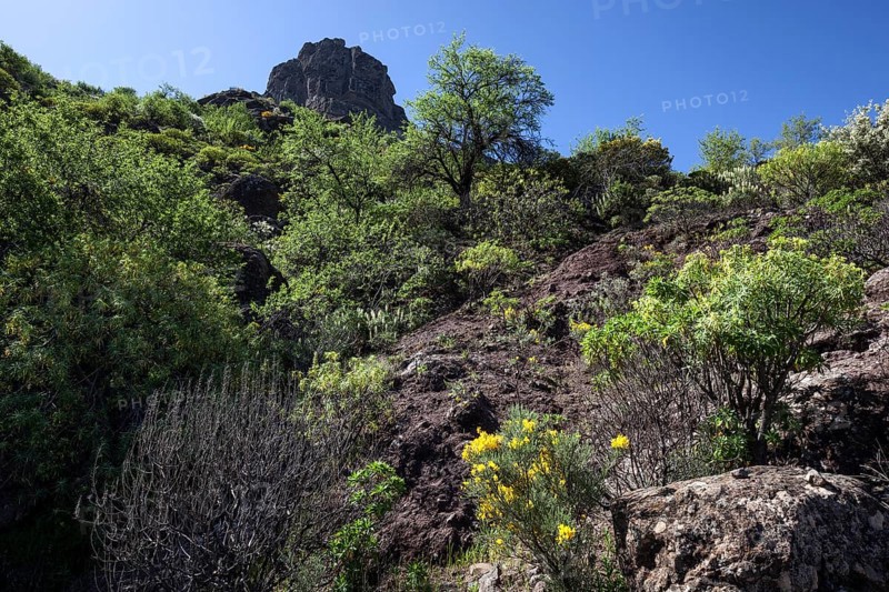 Flowering vegetation on a hiking trail below Roque Nublo