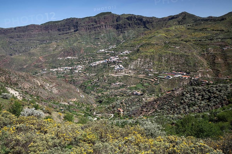 View from a hiking trail below Roque Nublo of blooming vegetation