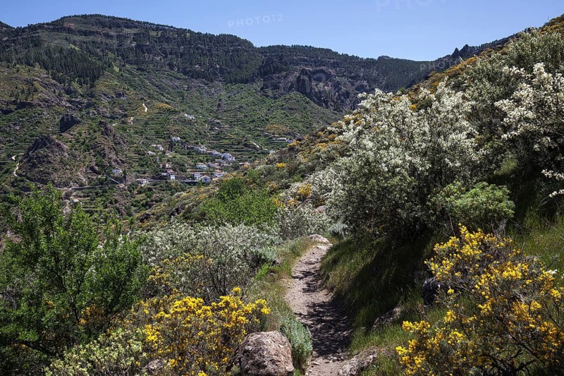 View from a hiking trail below Roque Nublo of blooming vegetation
