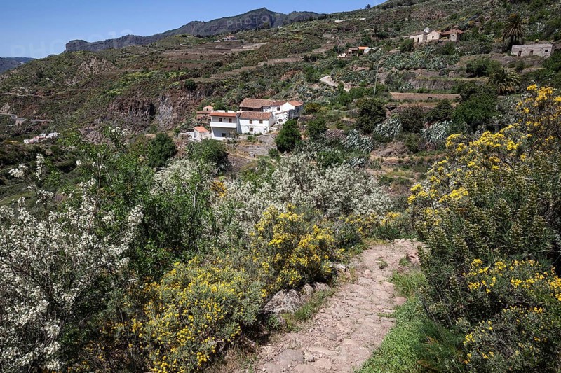 View from a hiking trail to flowering vegetation and houses of La Culata