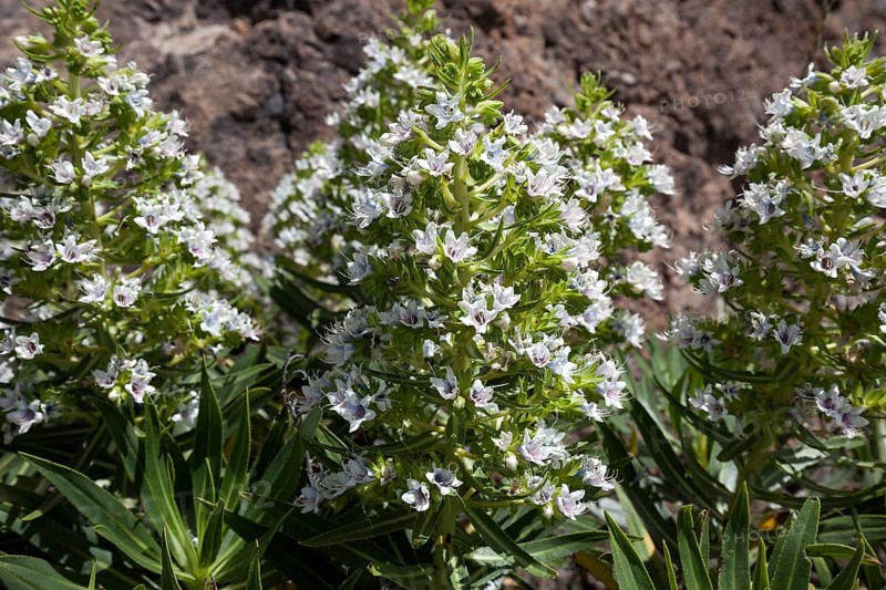 Echium giganteum (Echium giganteum or Echium decaisnei)