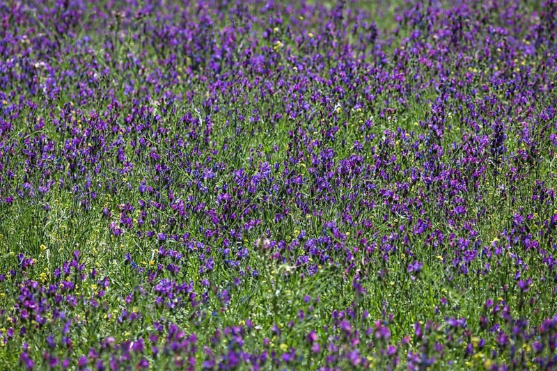 Purple viper's-bugloss (Echium plantagineum)