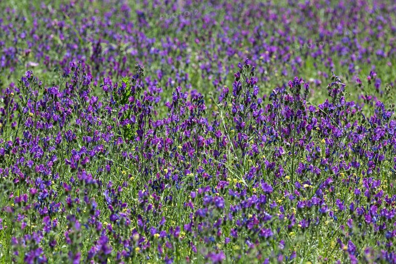 Purple viper's-bugloss (Echium plantagineum)
