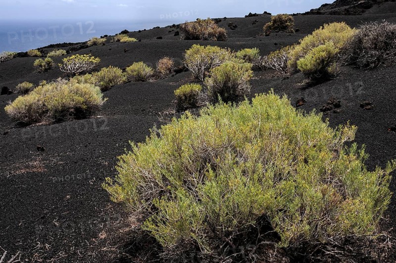 Volcanic landscape with typical vegetation