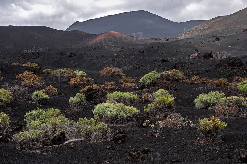 Volcanic landscape with typical vegetation