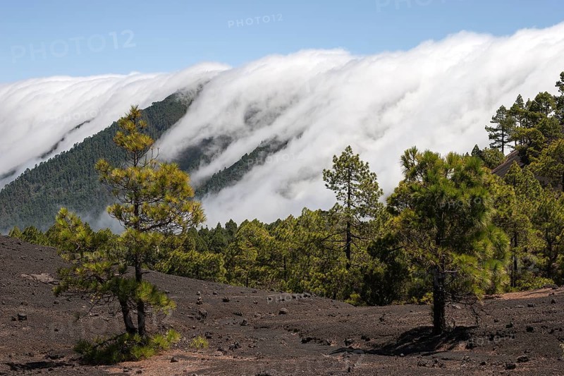 Canary Pines (Pinus canariensis) in the Parque Natural de Cumbre Vieja