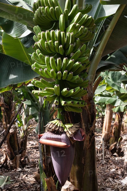 Canary Islands bananas (Musa sp.)