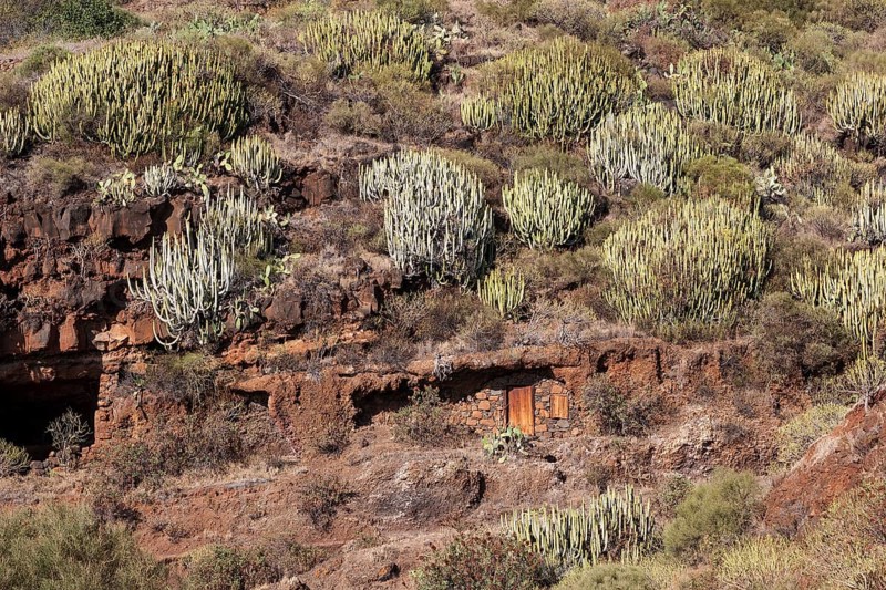 Canary Island spurges (Euphorbia canariensis)