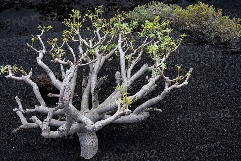 Spurge or euphorbia (Euphorbia berthelotii) on volcanic rock