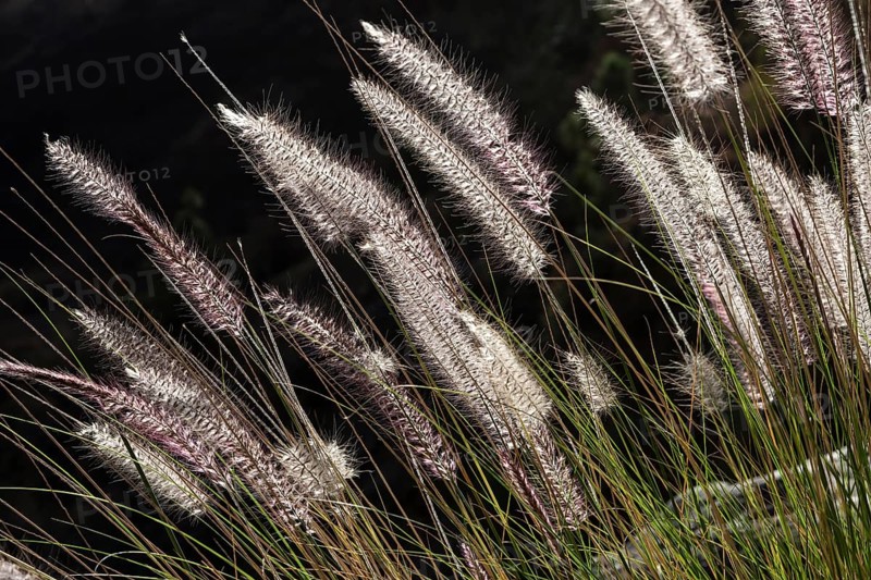 Dwarf fountain grass (Pennisetum alopecuroides)