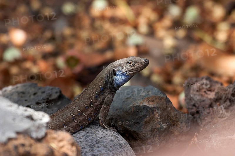Gallot's lizard