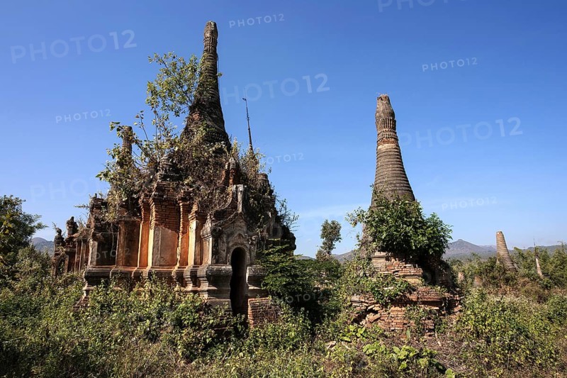 Pagoda Forest