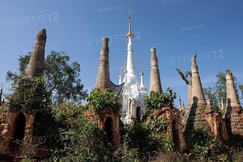 Pagoda Forest