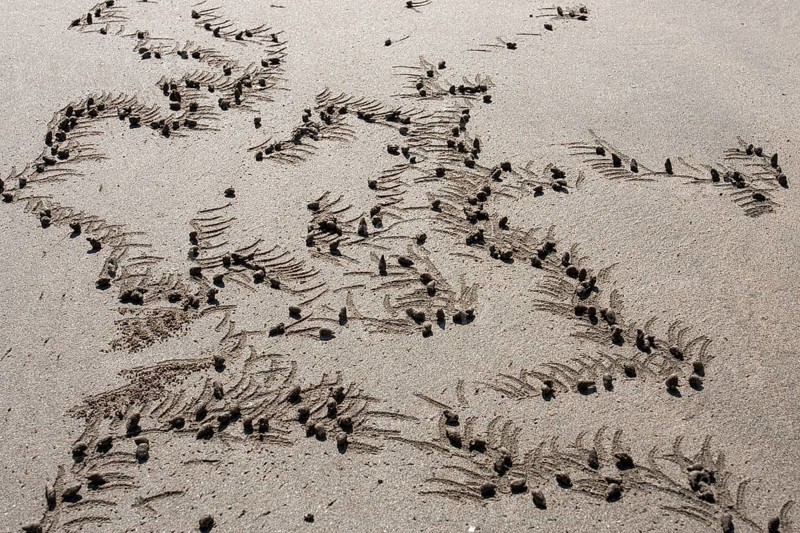 Sand balls a made by crabs (Brachyura) on the beach of Ngapali Beach