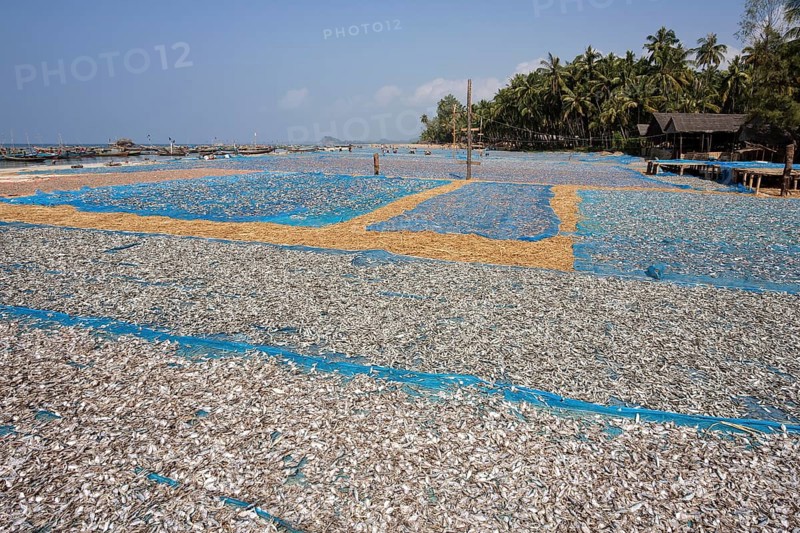 Fish drying on blue nets on the beach of the fishing village Ngapali