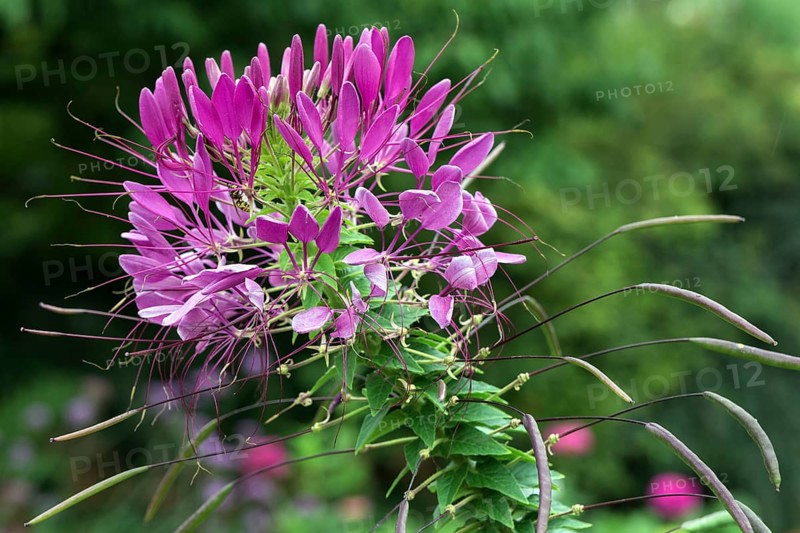 Spider flower (Tarenaya hassleriana)