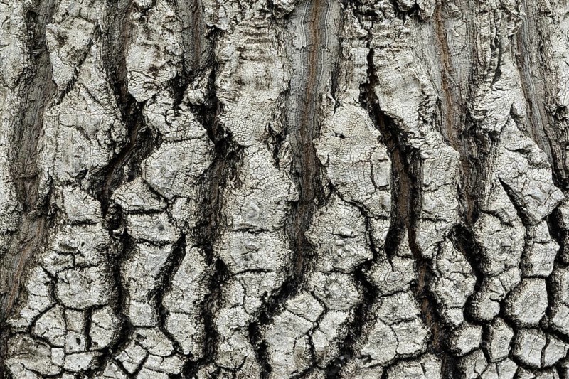 Elephant's foot (Beaucarnea stricta) tree bark