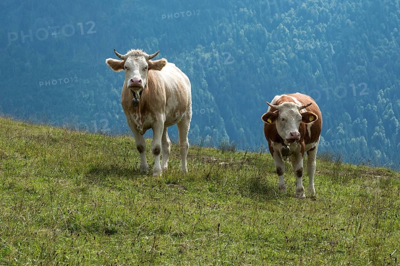 Two cows on a meadow