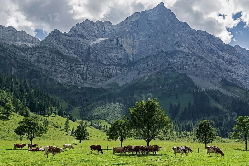 Cows between maple trees