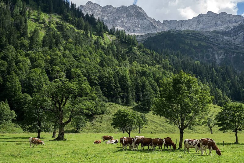 Cows between maple trees