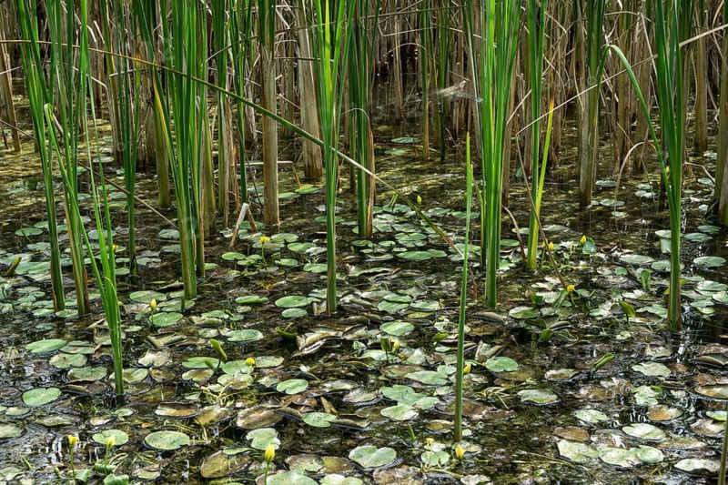 Biotope