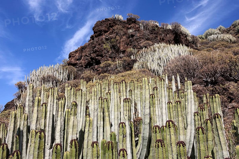 Candelabra trees (Euphorbia candelabrum)