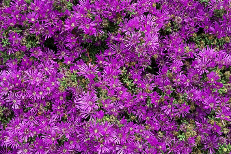 Trailing Iceplant (Delosperma cooperi)