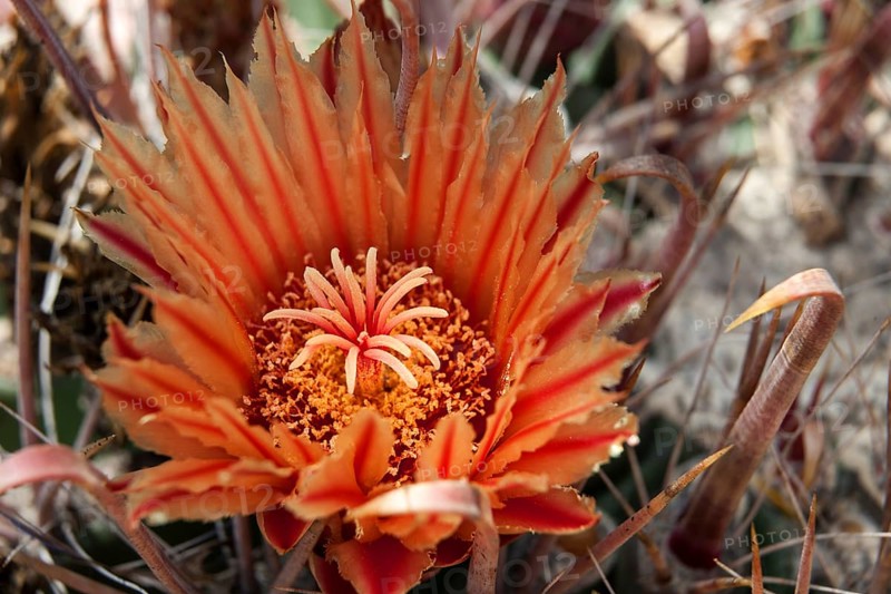 Cactus Flower and spines of a cactus (Ferocactus gracilis)