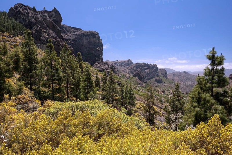 Yellow flowering broom (Genista) and Canary island pines (Pinus canariensis)