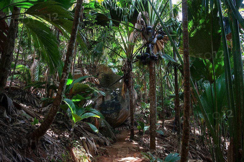 Path and vegetation in the Vallee de Mai National Park