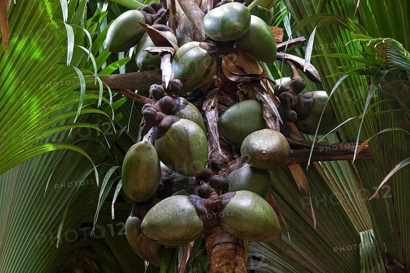 Coco de Mer