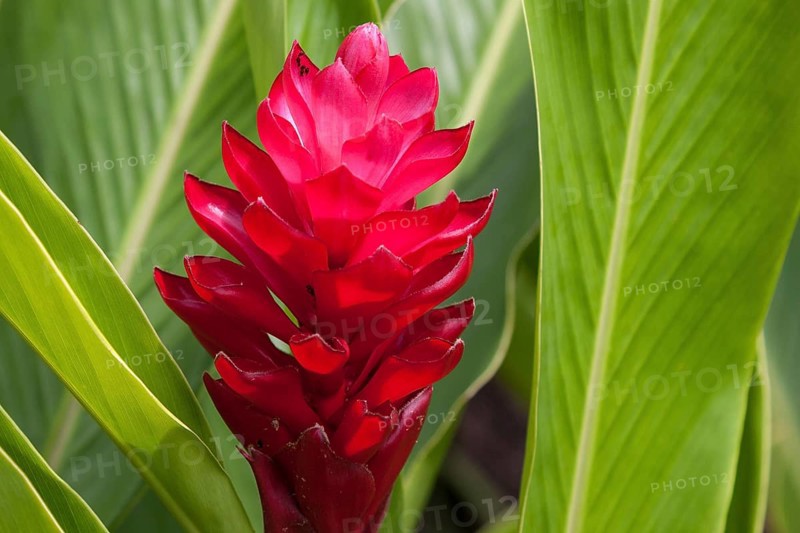 Red ginger