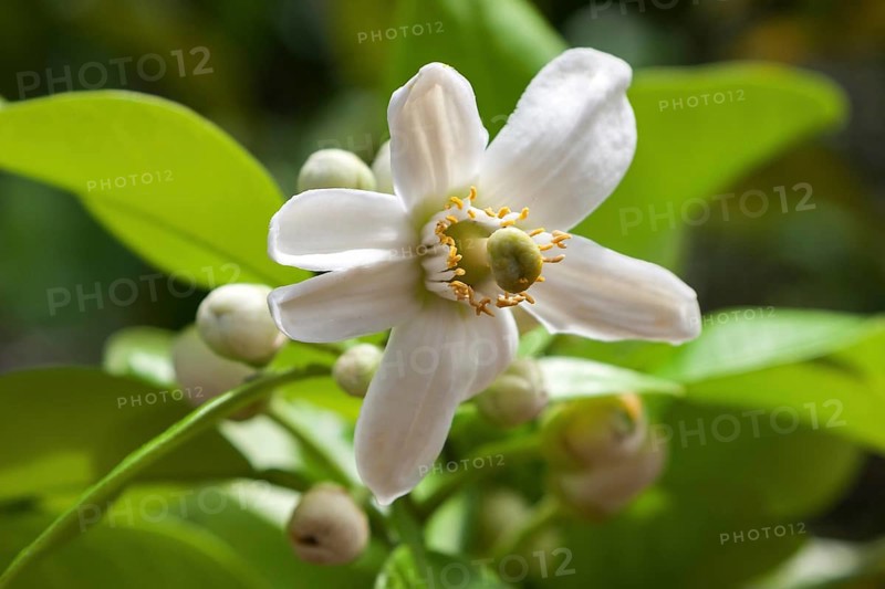 Lemon (Citrus x limon) blossom