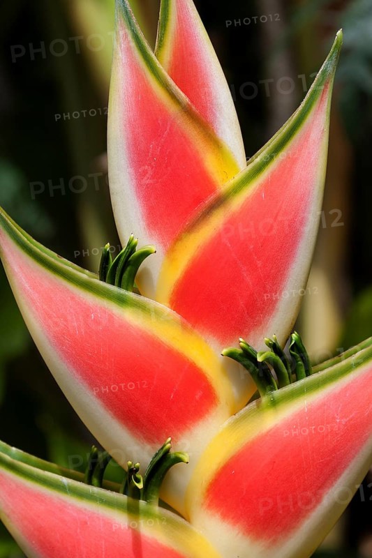 Heliconia (Heliconia wagneriana) blossom