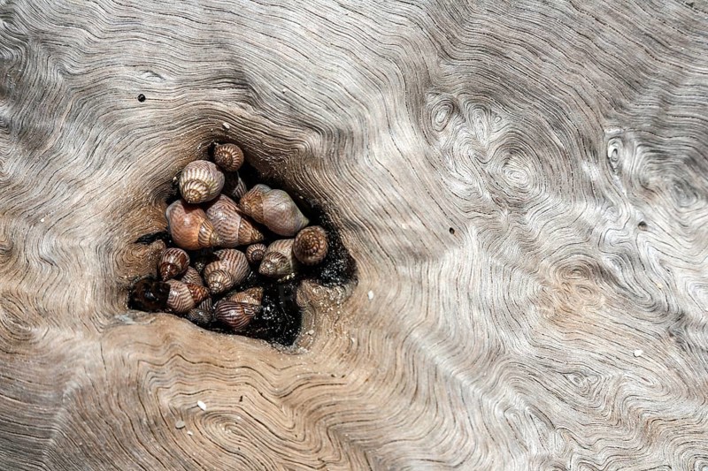 Sea shells